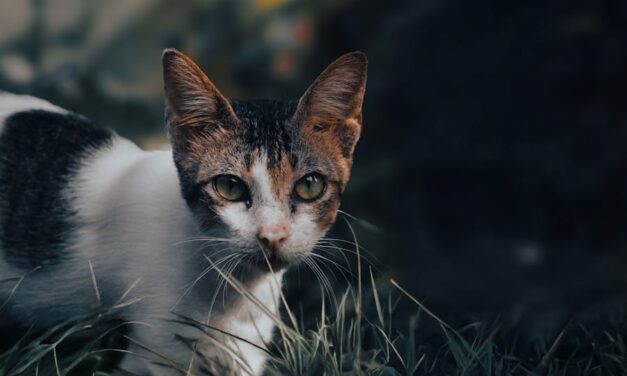 1100+ Cute Names For Black And White Cats: Fun And Creative Ideas