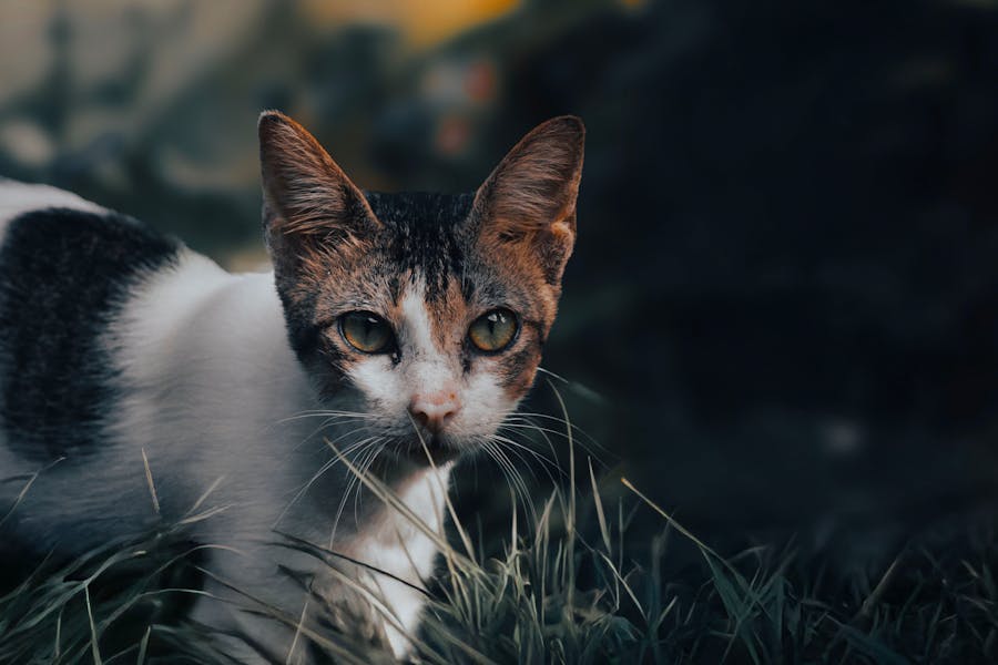 1100+ Cute Names For Black And White Cats: Fun And Creative Ideas