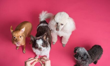 500+ Cute Names For Chihuahuas: Adorable And Fun Ideas