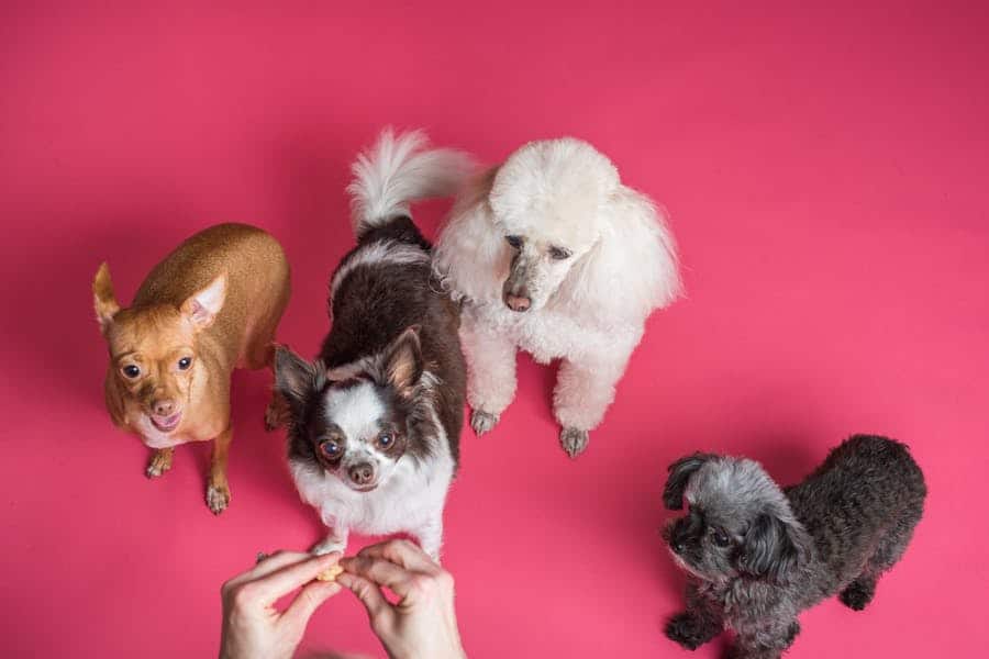 500+ Cute Names For Chihuahuas: Adorable And Fun Ideas