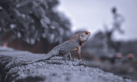 450+ Cute Names For Dragons: Magical And Adorable Ideas