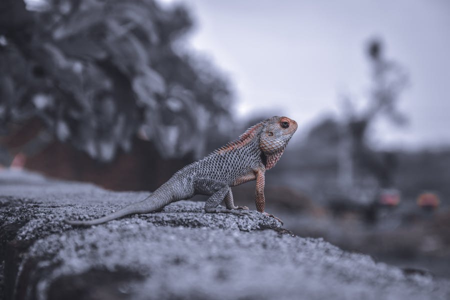 450+ Cute Names For Dragons: Magical And Adorable Ideas