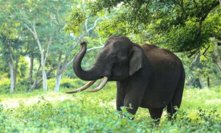600+ Cute Names For Elephants: Playful And Endearing Ideas