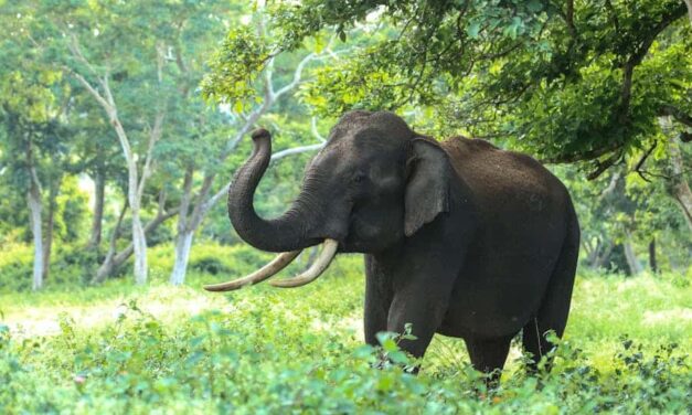600+ Cute Names For Elephants: Playful And Endearing Ideas