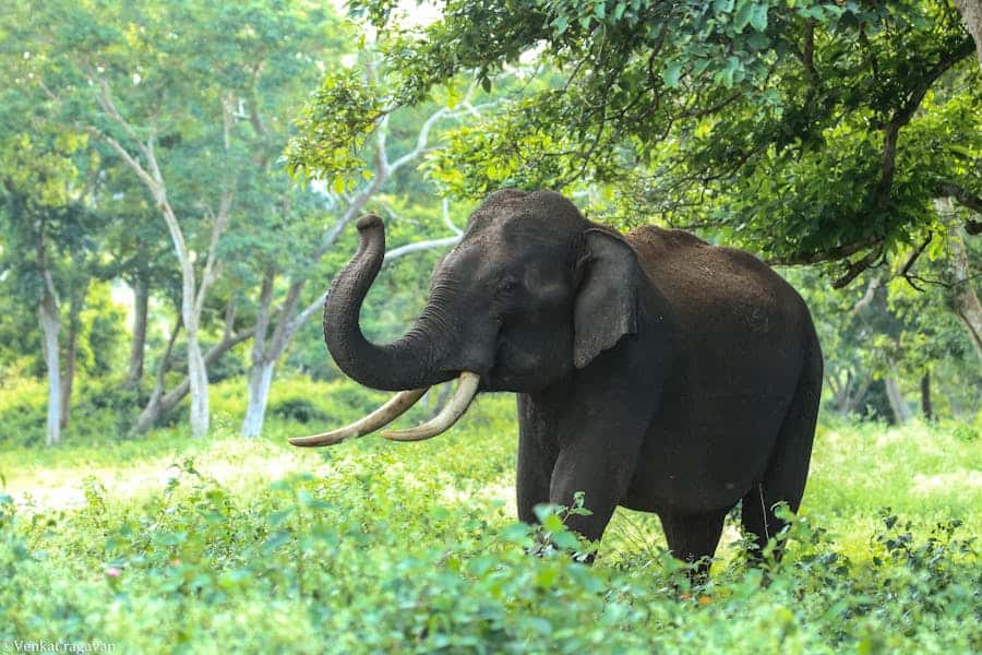 600+ Cute Names For Elephants: Playful And Endearing Ideas