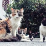 800+ Cute Names For Female Kittens: Sweet And Playful Ideas