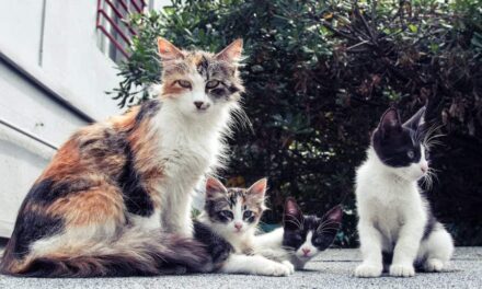 800+ Cute Names For Female Kittens: Sweet And Playful Ideas