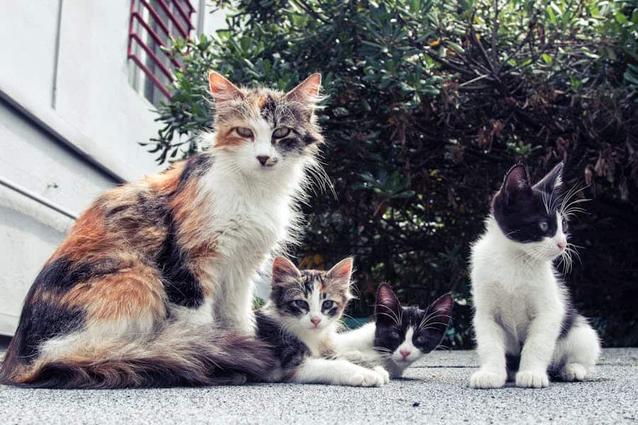 800+ Cute Names For Female Kittens: Sweet And Playful Ideas