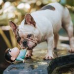 600+ Cute Names For French Bulldogs: Adorable And Playful Ideas