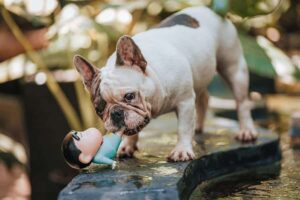 cute names for french bulldogs(1)