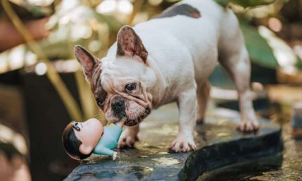 600+ Cute Names For French Bulldogs: Adorable And Playful Ideas