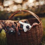 550+ Cute Names For Girl Puppies: Sweet And Adorable Ideas