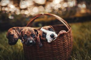 cute names for girl puppies(1)
