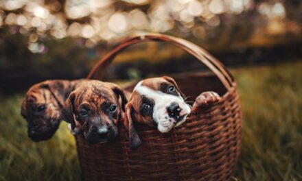550+ Cute Names For Girl Puppies: Sweet And Adorable Ideas