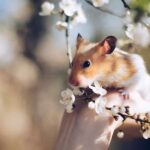 1100+ Cute Names For Hamsters: Adorable And Fun Ideas