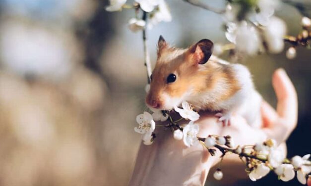 1100+ Cute Names For Hamsters: Adorable And Fun Ideas