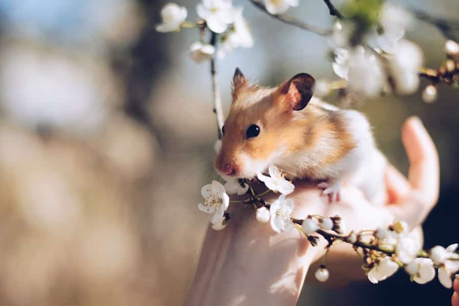1100+ Cute Names For Hamsters: Adorable And Fun Ideas