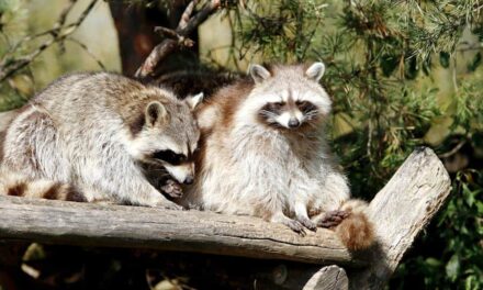600+ Cute Names For Raccoons: Fun And Quirky Ideas