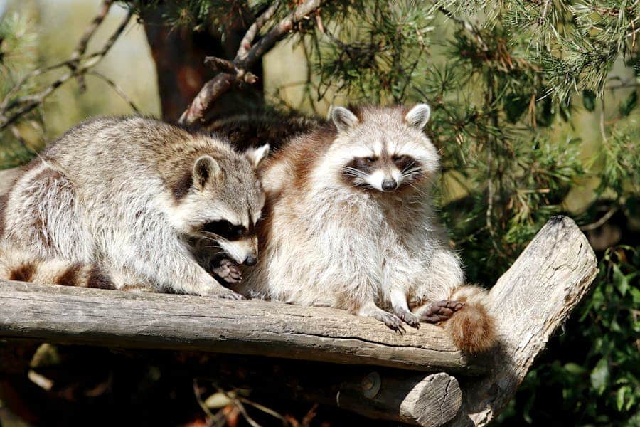 600+ Cute Names For Raccoons: Fun And Quirky Ideas