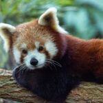400+ Cute Names For Red Pandas: Adorable And Playful Ideas