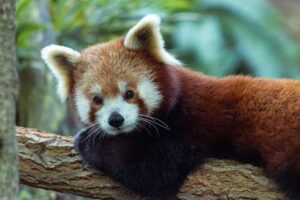 cute names for red pandas(1)
