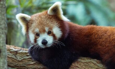 400+ Cute Names For Red Pandas: Adorable And Playful Ideas