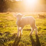 500+ Cute Names For Sheep: Adorable And Fun Ideas