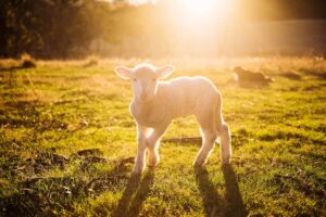 cute names for sheep(1)
