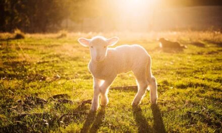500+ Cute Names For Sheep: Adorable And Fun Ideas