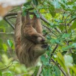 500+ Cute Names for Sloths: Fun and Adorable Ideas