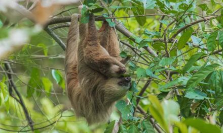 500+ Cute Names for Sloths: Fun and Adorable Ideas