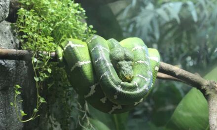 350+ Cute Names For Snakes: Fun And Adorable Ideas