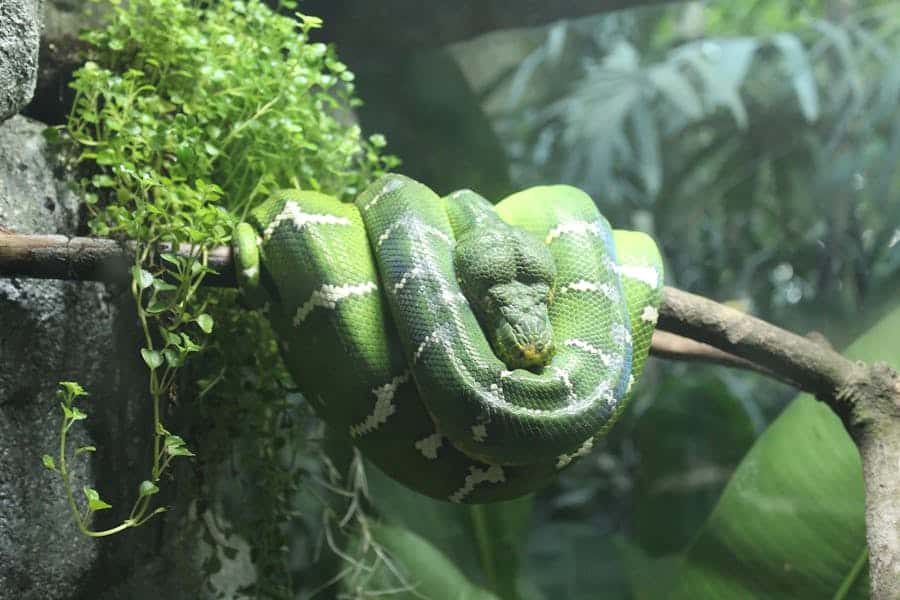 350+ Cute Names For Snakes: Fun And Adorable Ideas