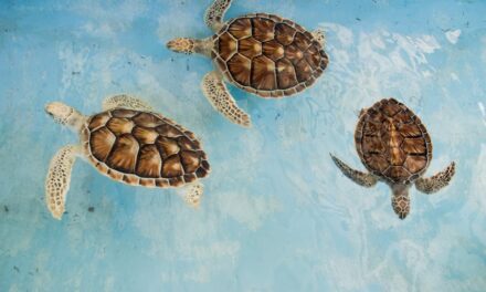300+ Cute Names For Tortoise: Adorable And Unique Ideas