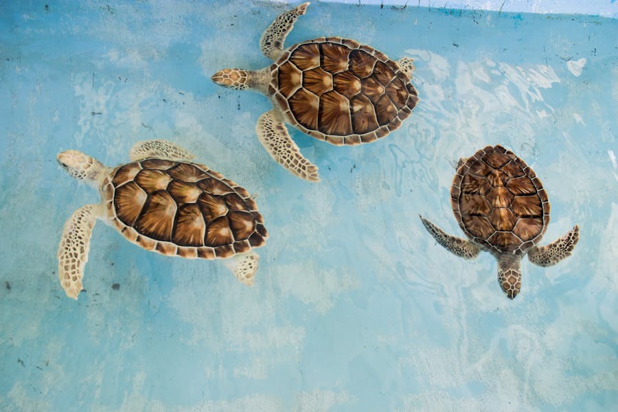 300+ Cute Names For Tortoise: Adorable And Unique Ideas